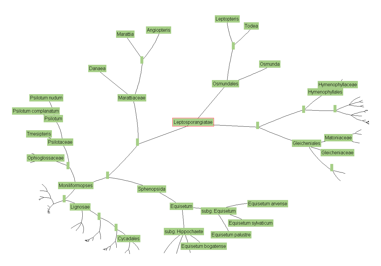 Deep Green Hyperbolic Tree